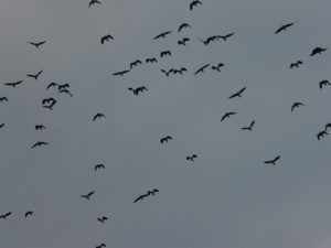P1070445