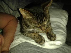 katze
