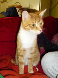 katze2
