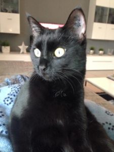 katze