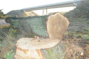 baum
